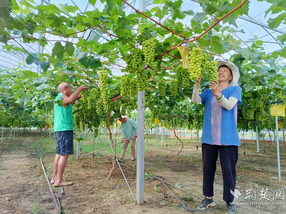 西王村陽光玫瑰葡萄園。通訊員 程愛華 攝.jpg.jpg