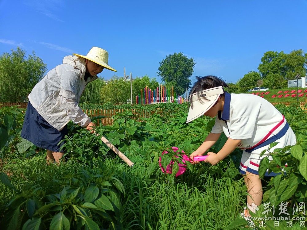 市民帶孩子在共享菜園里鋤草、澆水。通訊員 程愛華 攝.jpg.jpg